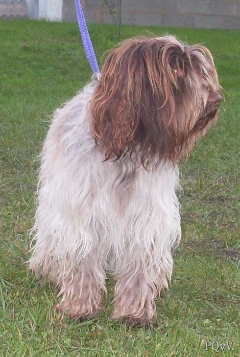  Goyave de la Vallee du Doux